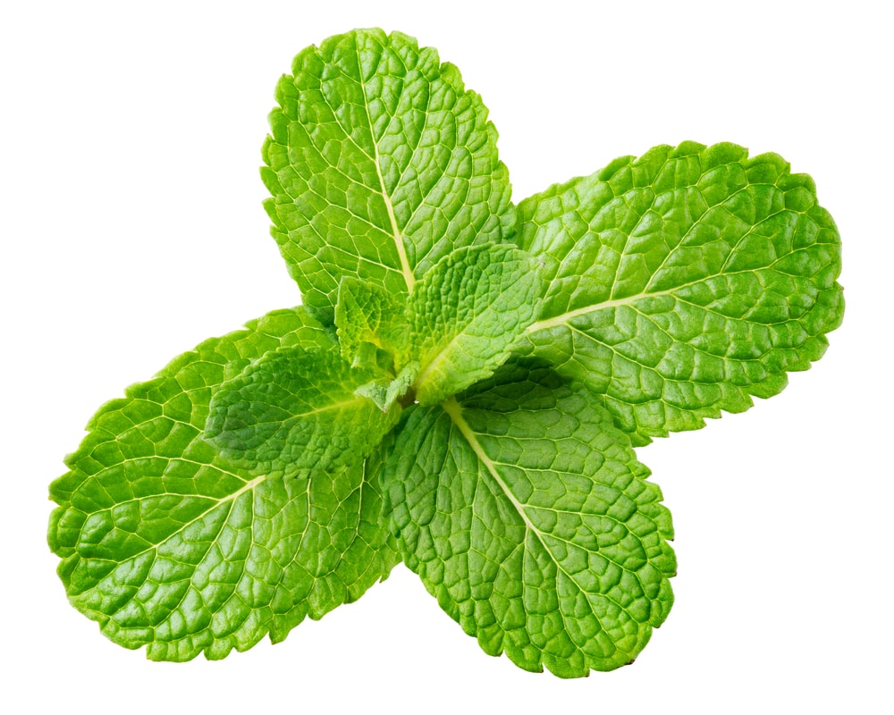 Peppermint