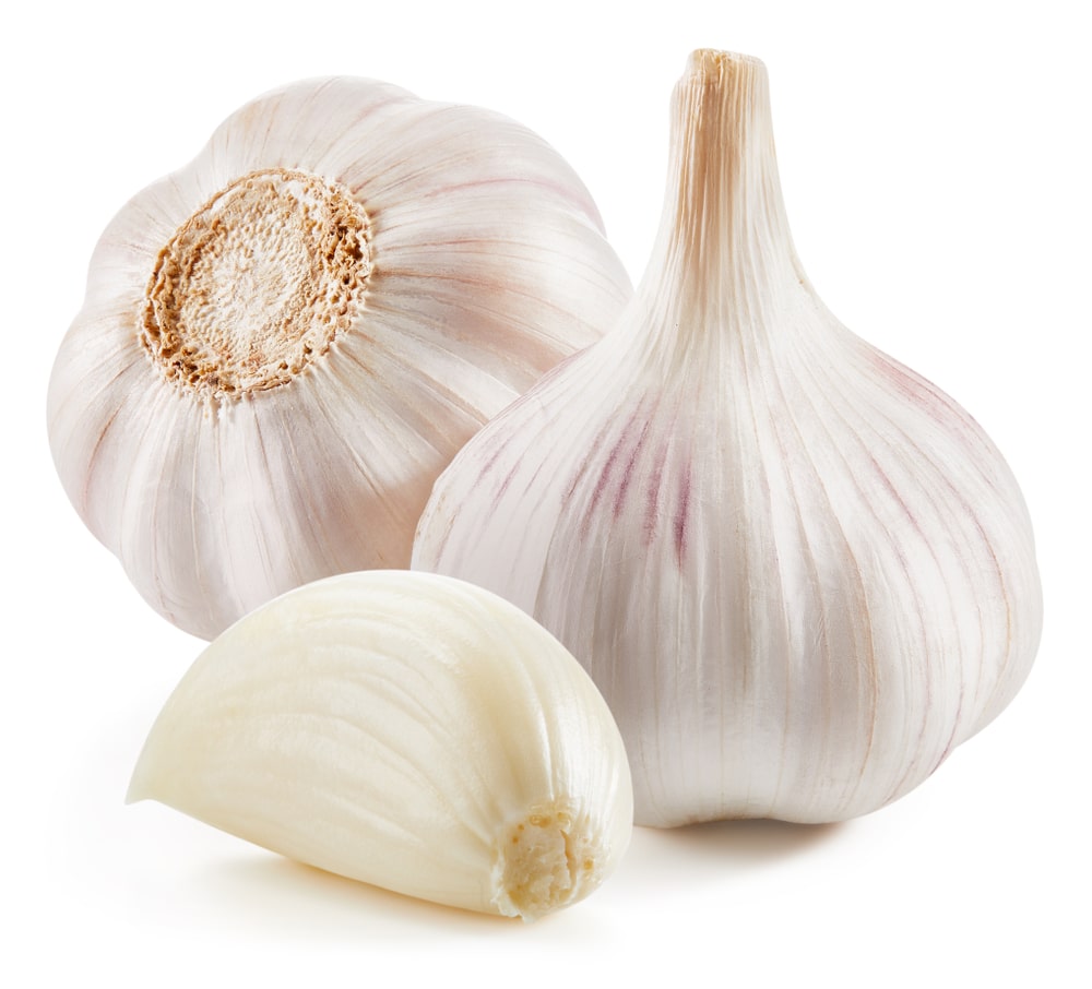 Garlic